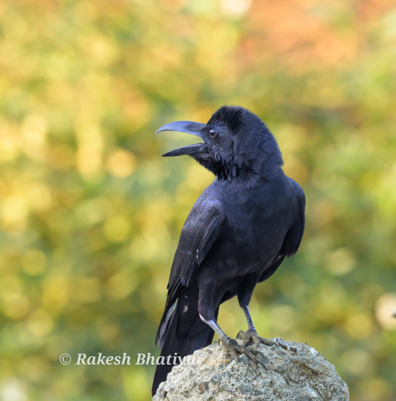 Large-billed Crow